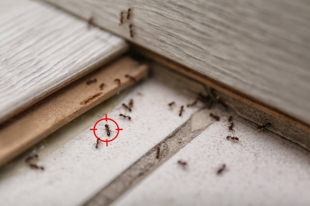 Best Termite Control Services  in Markesan, WI