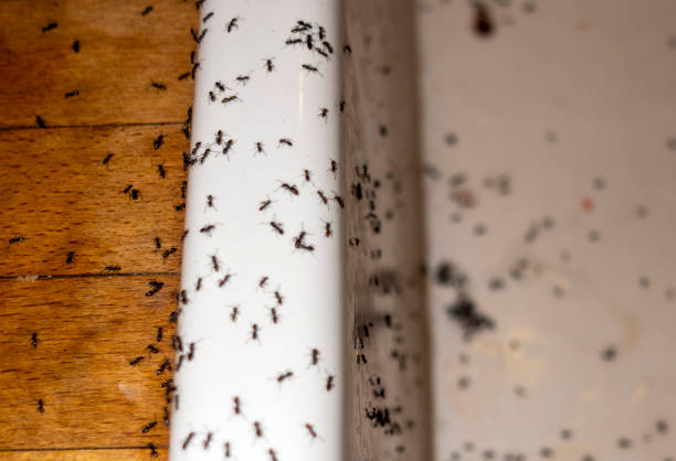 Best Local Pest Control Services  in Markesan, WI